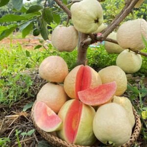 ৬ টি গাছের মূল্য